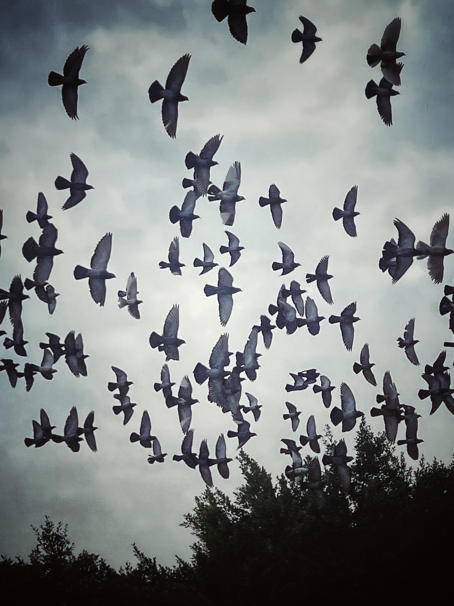 Birds